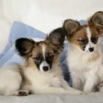 Breeding from your Papillon