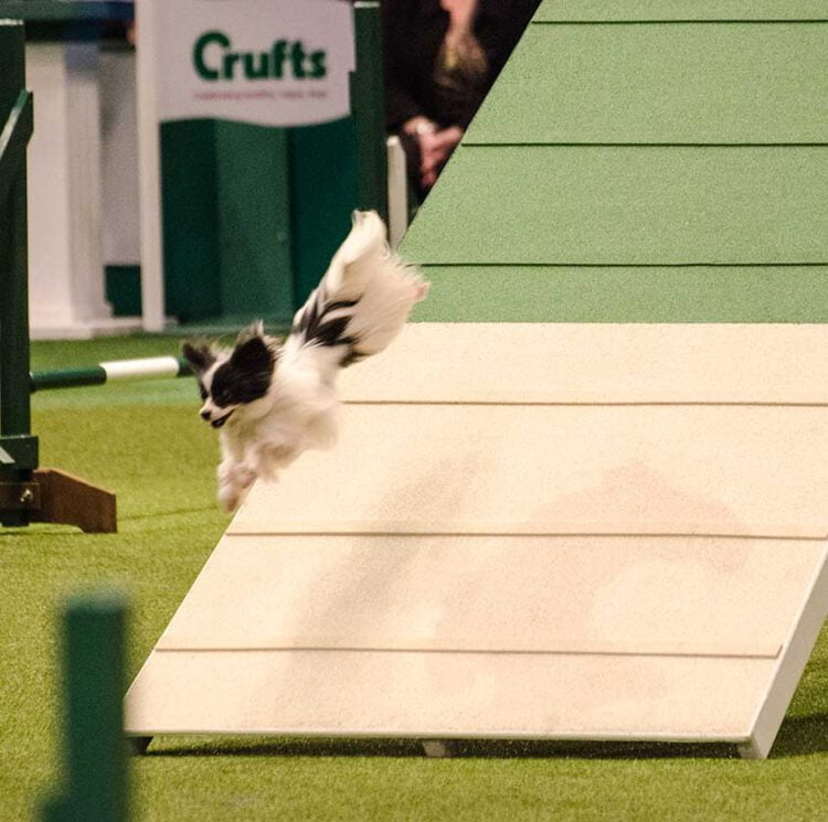 Agility Papillon (Butterfly Dog) Club