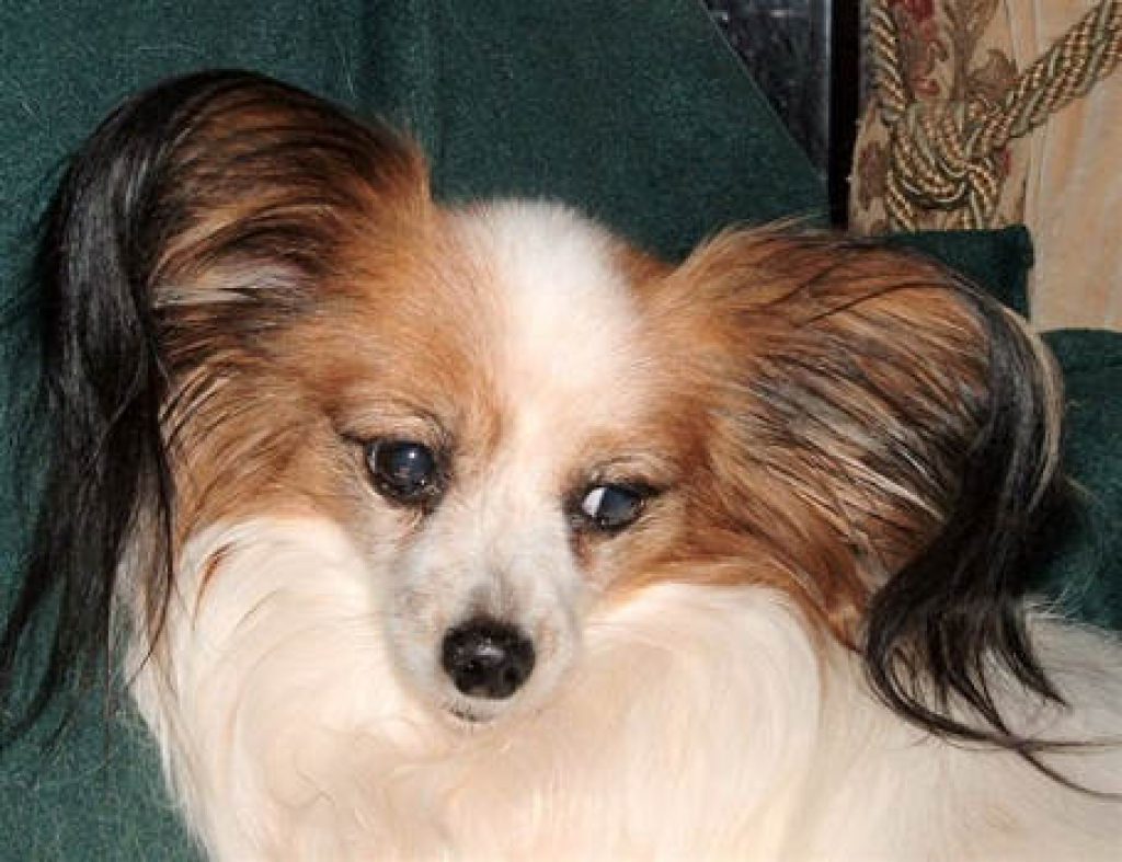 Papillon Rescue and Welfare Papillon (Butterfly Dog) Club