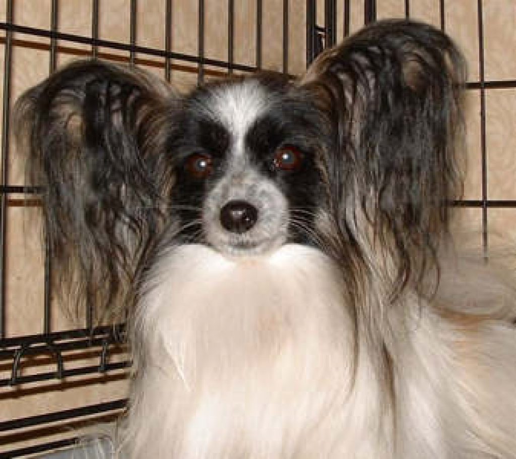 Papillon Rescue and Welfare Papillon (Butterfly Dog) Club