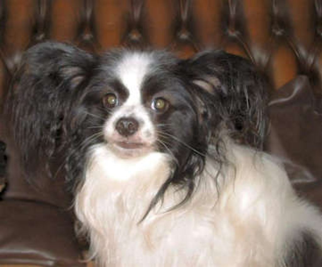 Papillon Rescue and Welfare Papillon (Butterfly Dog) Club