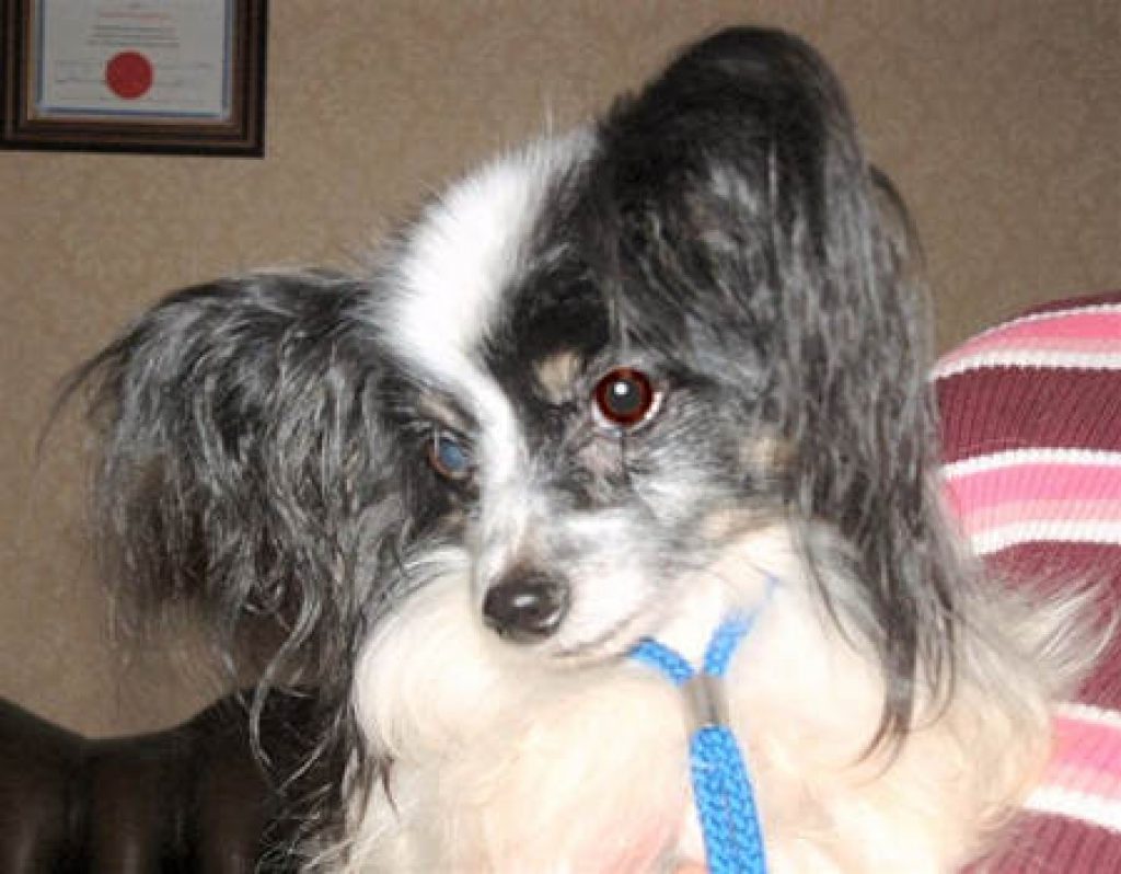 Papillon Rescue and Welfare Papillon (Butterfly Dog) Club