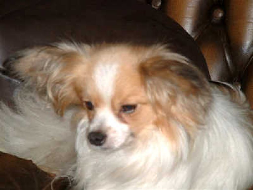 Papillon Rescue and Welfare Papillon (Butterfly Dog) Club